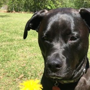 Meet your Posher, Maya